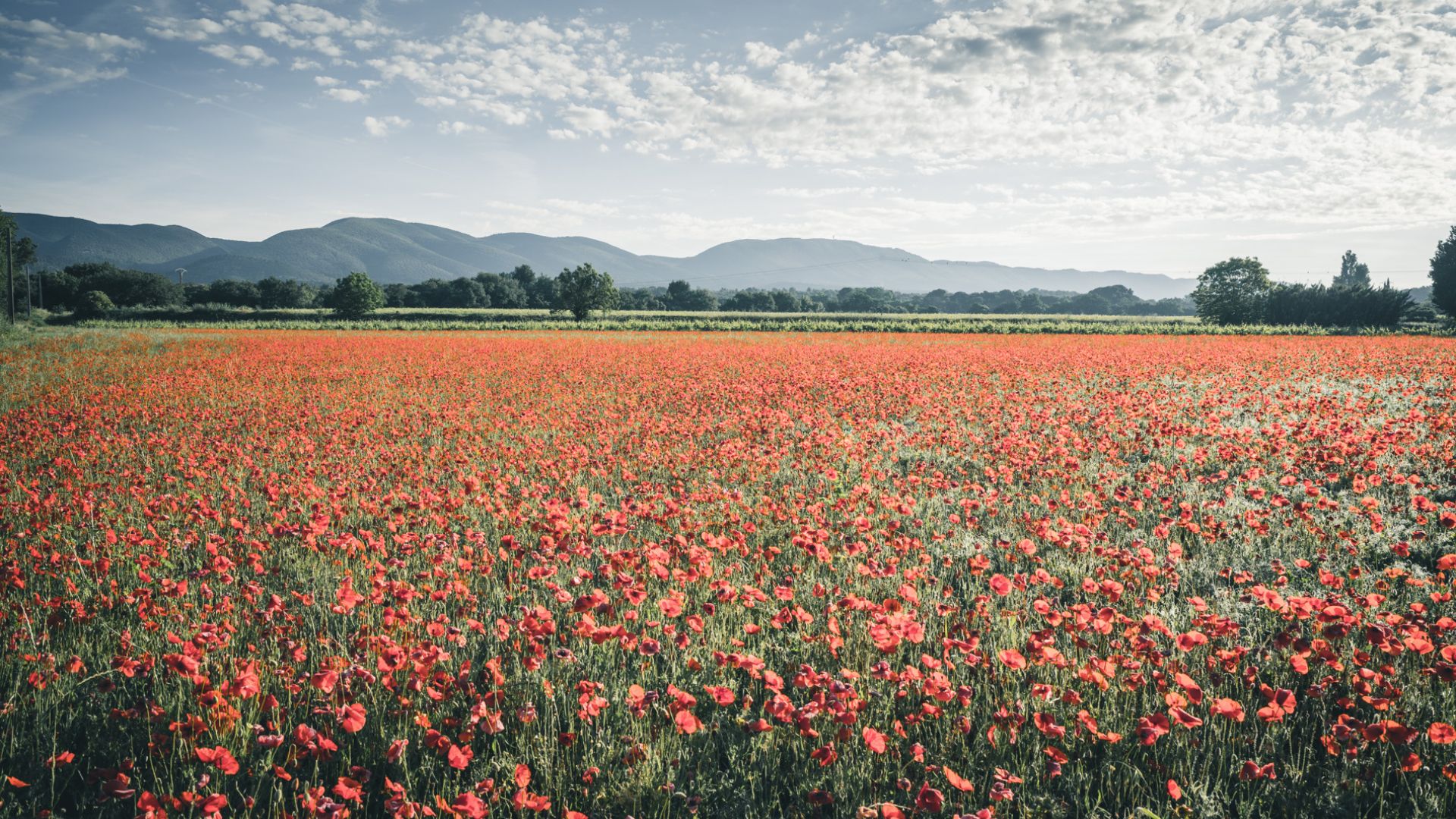 Partir en vacances avec son chien et lui offrir un accueil de qualité, c'est possible grâce à la plateforme emmenetonchien.com créée par Sophie Morche