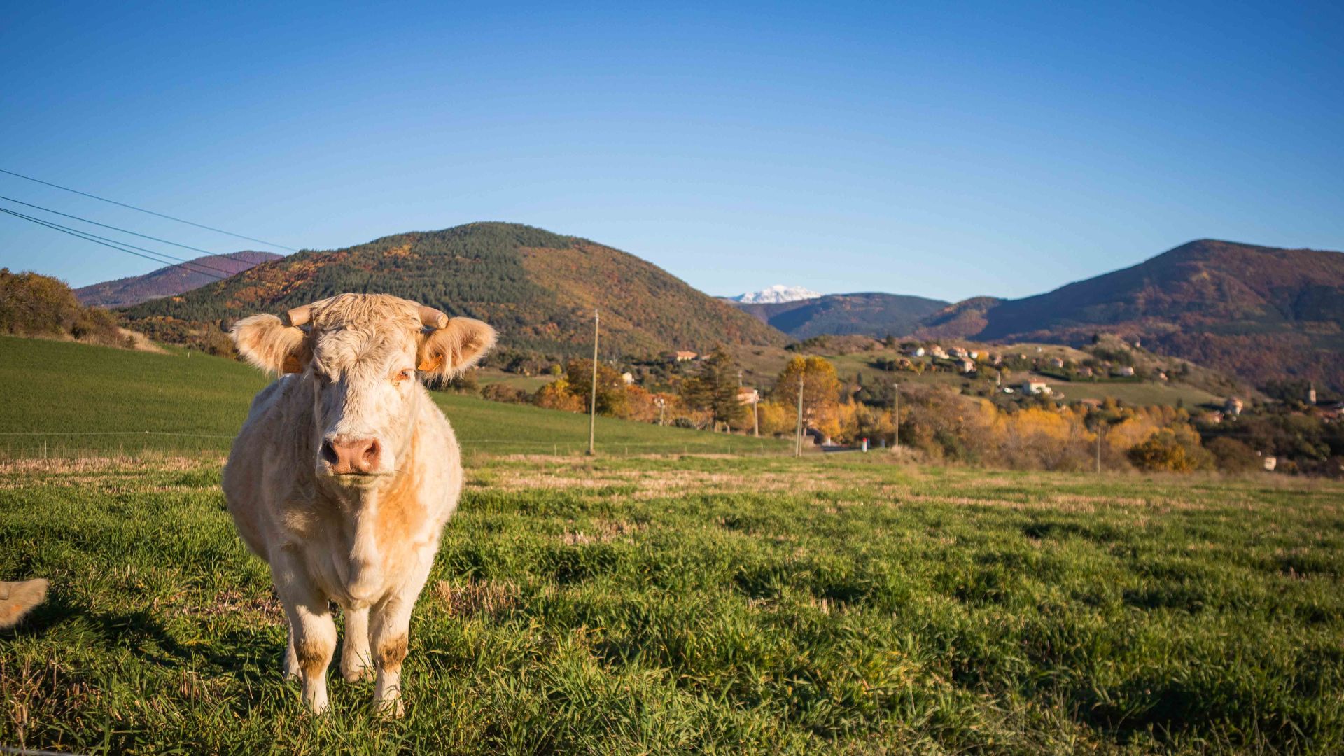 Emmenetonchien.com la plateforme affinitaire du tourisme dog-friendly ©Sophie Morche Partir en vacances avec son chien et lui offrir un accueil de qualité, c'est possible grâce à la plateforme emmenetonchien.com créée par Sophie Morche